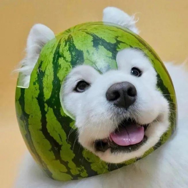 柴柴老师